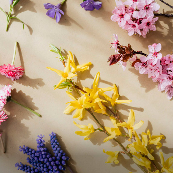 Gruppi di fiori diversi per colore e forma